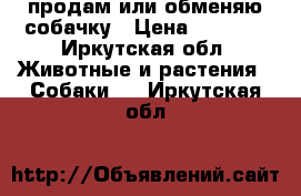 продам или обменяю собачку › Цена ­ 3 000 - Иркутская обл. Животные и растения » Собаки   . Иркутская обл.